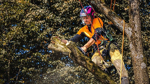 istock Professional Logger Trimming Oak Tree in Safety Gear 2244227473