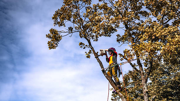 istock Professional Logger Trimming Oak Tree in Safety Gear 2244227477
