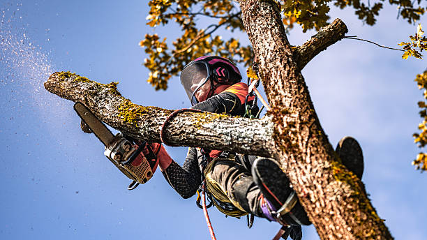 istock Professional Logger Trimming Oak Tree in Safety Gear 2244227482