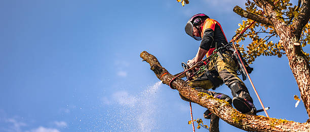 istock Professional Logger Trimming Oak Tree in Safety Gear 2244227483