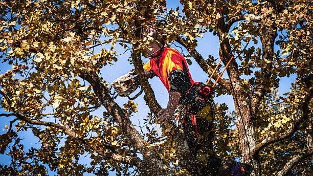 istock Professional Logger Trimming Oak Tree in Safety Gear 2244227484