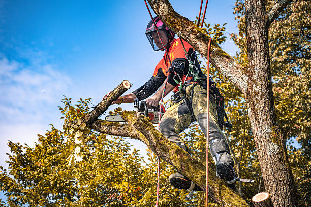 istock Professional Logger Trimming Oak Tree in Safety Gear 2244227486