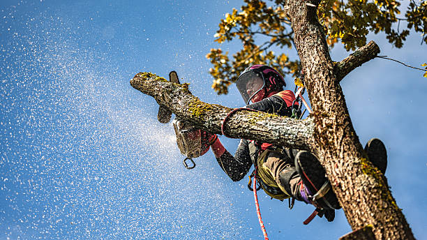istock Professional Logger Trimming Oak Tree in Safety Gear 2244227493