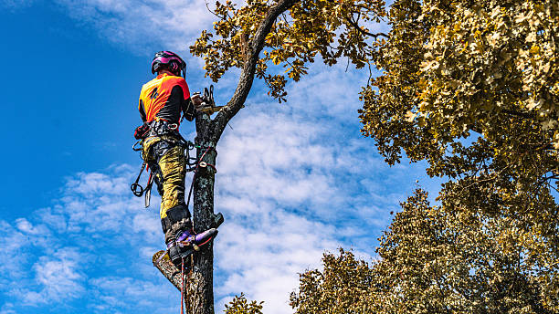 istock Professional Logger Trimming Oak Tree in Safety Gear 2244227498