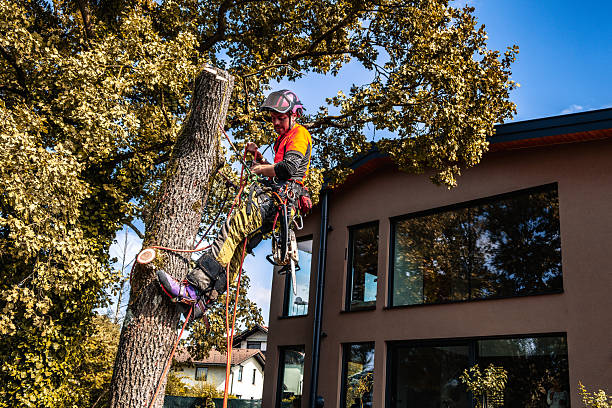 istock Professional Logger Trimming Oak Tree in Safety Gear 2244227499