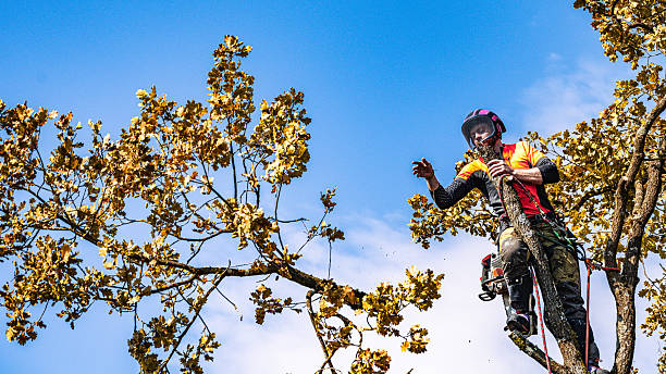 A skilled logger in protective clothing expertly dismembers an oak tree, using specialized equipment at an outdoor location under a clear sky.