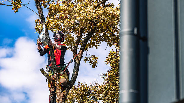 istock Professional Logger Trimming Oak Tree in Safety Gear 2244227501