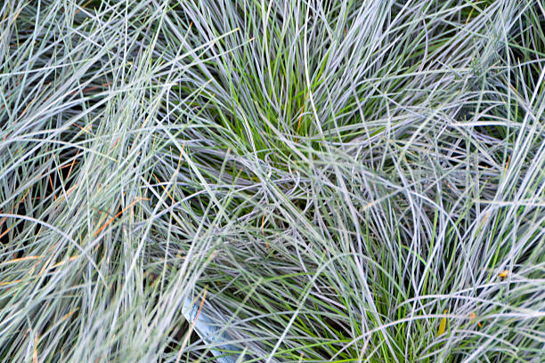 istock Dense Blue Fescue Tufts With Silvery Strands Creating Rich Textured Grass Landscape 2244229848