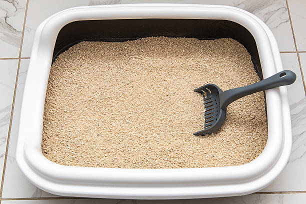 istock New cat litter box setup for easy cleaning and comfort 2244230164