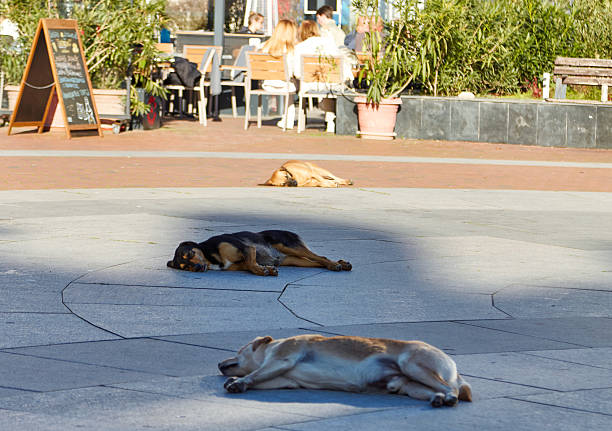 Three dogs are lying comfortably on a sunlit plaza, surrounded by lush greenery and outdoor seating, creating a tranquil scene that captures the essence of relaxation in an urban setting