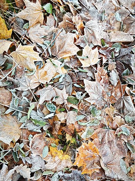 istock Full Frame Hoarfrost: Multicolored Leaves Organic Winter Texture 2244231547