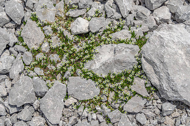 Small alpine flowers growing among stones in the high mountains of the Austrian Alps