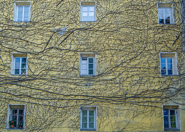 Facade covered with dead ivy branches in Innsbruck, Tyrol, Austria