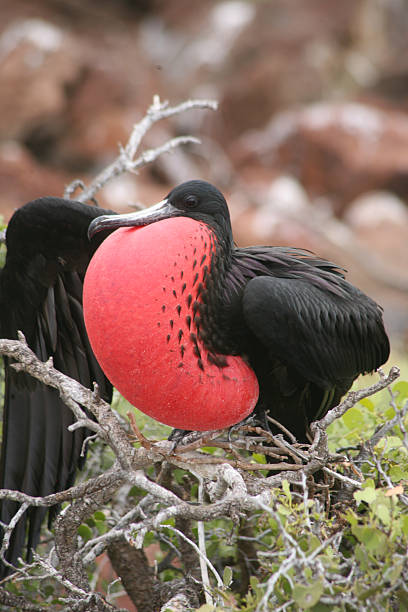 istock Frigatebird displaying vibrant red throat pouch while perched on branches amidst rocky background 2244234929