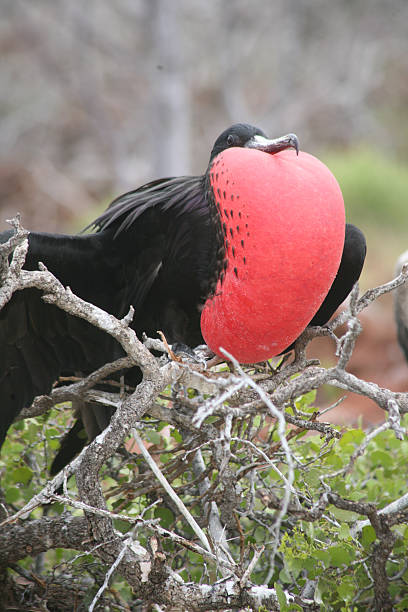 istock Frigatebird displays vibrant red pouch while resting on branches in the Galapagos Islands 2244234933