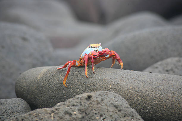 A vibrant red crab walks over smooth, gray rocks along the shore. Sunlight highlights its shell as it moves carefully, searching for food in its natural habitat.