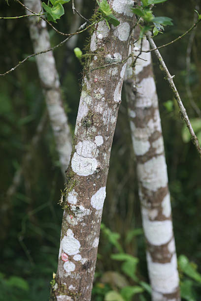 istock White markings on tree trunks in lush green forest during a calm day in nature 2244235000