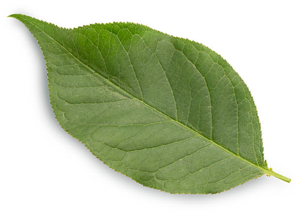 Green leaf isolated on white background, Green leaves isolated on white with work path.