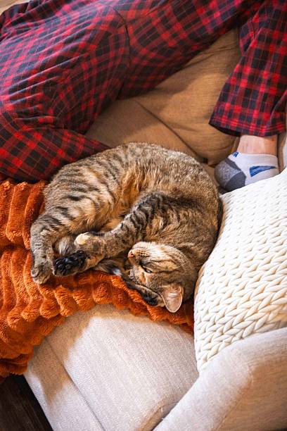 istock A Beautiful Cozy Cat Enjoys a Peaceful Nap on the Sofa with Cozy Blankets 2244239245