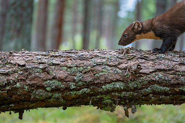 Image of a Sottish polecat foraging for food.