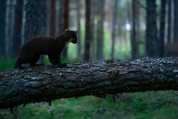 Pine marten (Martes martes) standing and looking warily on a fallen tree in forests at dusk in summer in Glen Feshie, Cairngorms National Park, Scotland, United Kingdom. The shot was captured using a remote camera trap. The pine marten is a protected species in Britain and is critically endangered in England and Wales.