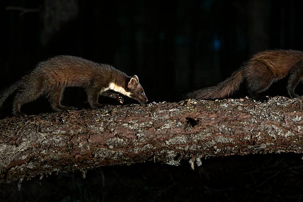 istock Pine martens (Martes martes) walking along a fallen tree in a forest, Glen Feshie, Scotland 2244239836