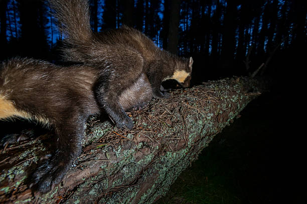 istock Pine martens (Martes martes) climbing over one another on a fallen tree in a forest, Glen Feshie, Scotland 2244239886
