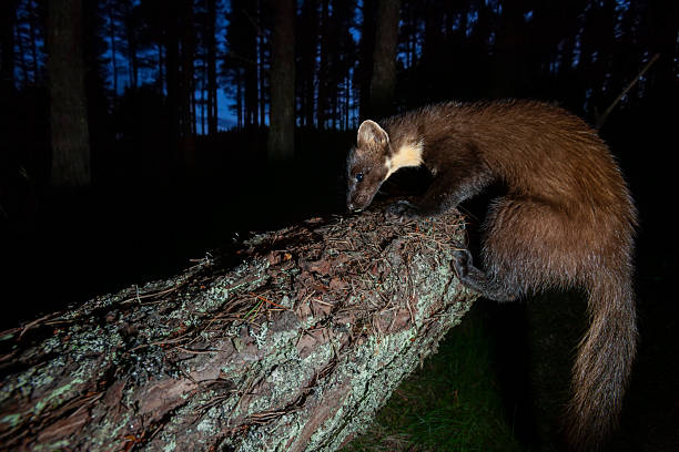 istock Pine marten (Martes martes) climbing on a fallen tree in a forest, Glen Feshie, Scotland 2244239895