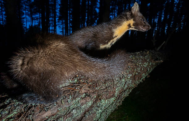 istock Pine martens (Martes martes) on a fallen tree in a forest, Glen Feshie, Scotland 2244239898