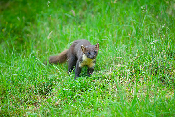 istock Pine marten (Martes martes) foraging on the ground in daylight, Scottish Highlands, UK 2244239934
