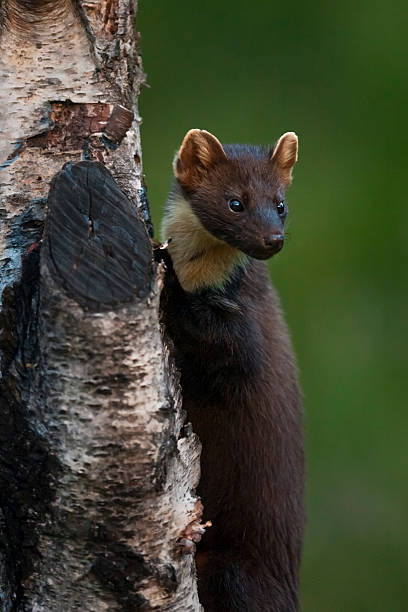 istock Pine marten (Martes martes) climbing a tree in daylight, Scottish Highlands, UK 2244239984