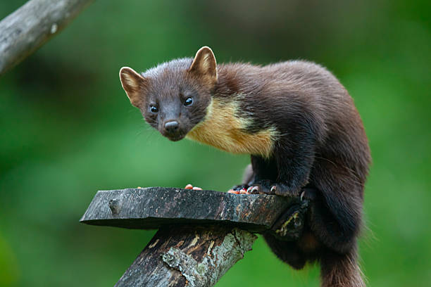Beech marten, Martes foina, with clear green background. Stone marten, detail portrait of forest animal. Small predator sitting on the tree trunk with green moss in forest. Wildlife scene, Germany.
