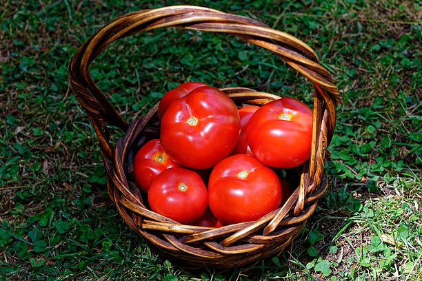 istock Ripe red tomatoes ready to eat 2244241858