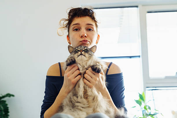 istock woman's hands hugging and scratching a fluffy gray cat 2244242203