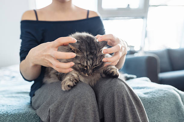 istock woman's hands hugging and scratching a fluffy gray cat 2244242294