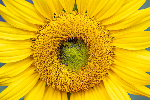 istock Yellow Sunflower blooming close-up view 2244243601