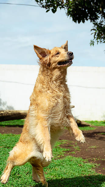 istock Golden retriever dog jumping outdoors playing in grass 2244246908