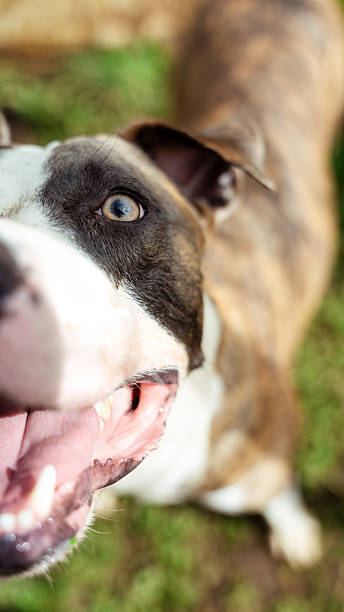 istock Happy brindle dog looking up with open mouth, sitting on grass 2244246961