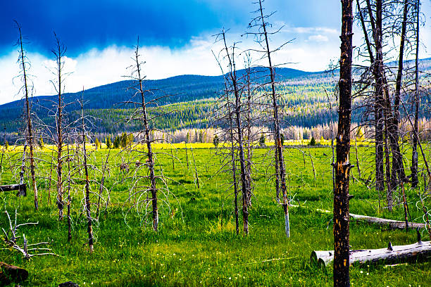 After the Fire — Meadow of Renewal
