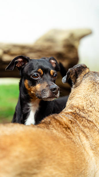 istock Two dogs interacting outdoors, showing companionship 2244247238