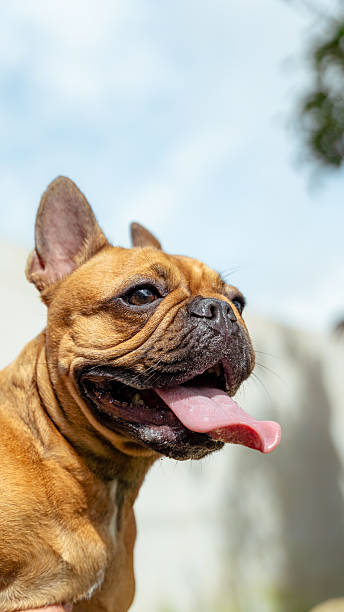 istock French bulldog puppy panting outdoors in sunlight 2244247295