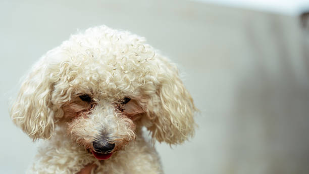 istock Fluffy poodle dog looking down with tongue out 2244247336