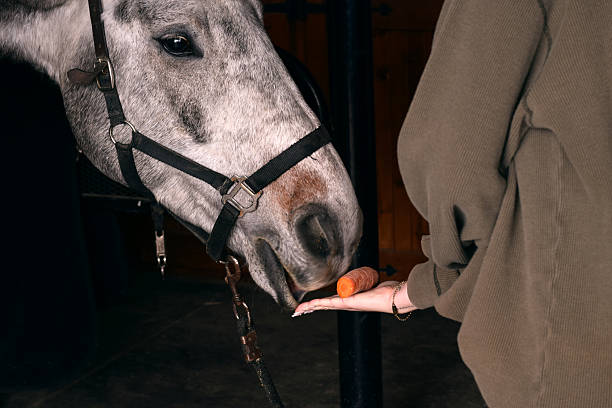 Closeup view of a person feeding a horse with an orange carrot placed on an open flat hand