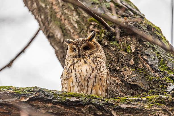 istock Long-eared owl (Asio otus), looking forward with wide opened eyes 2244252406