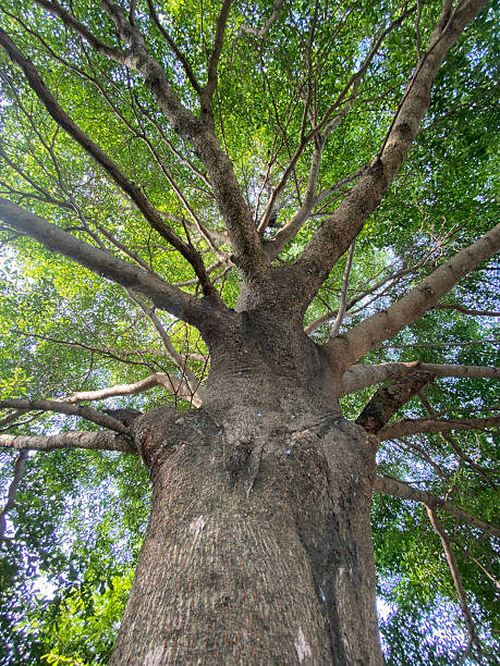 istock Black Afara tree in the garden 2244253649