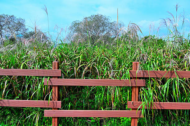 Reeds and willows behind a wooden fence