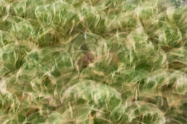 Soft, blurred layers of lush green leaves create a vibrant backdrop in gentle natural light. The image captures the essence of nature's textures and shades elegantly mixed.