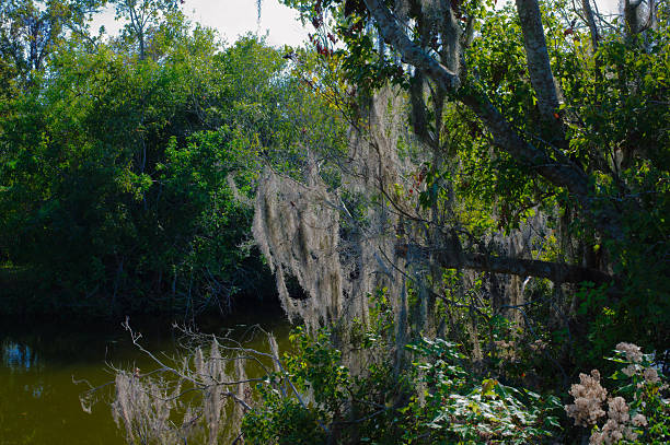 A tranquil riverside woodland filled with green foliage and Spanish moss hanging from the branches. Sunlight streams through the trees, reflecting softly on the calm water for a peaceful nature scene.