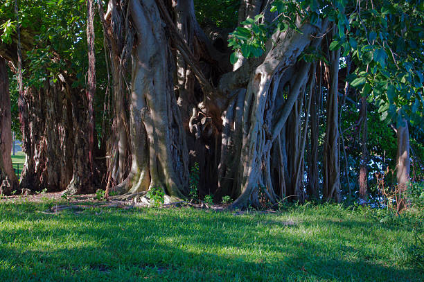 A towering banyan tree dominates a sun-dappled lawn, its aerial roots weaving through a shaded area. This peaceful outdoor scene conveys resilience, nature’s texture, and a sense of calm.