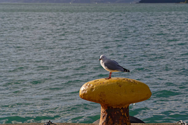 Mooring bollard with rope to boat in port